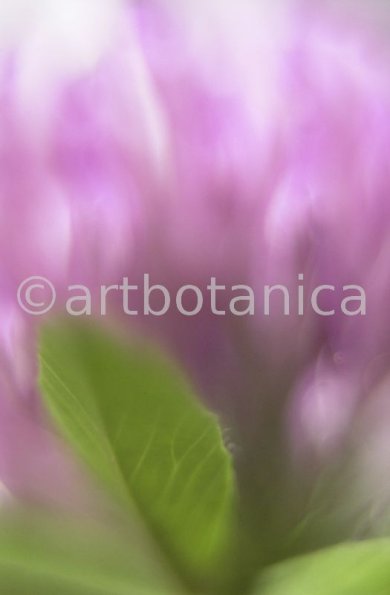 Rotklee-Trifolium-pratense-7