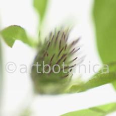 Rotklee-Trifolium-pratense-22