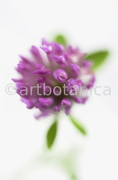 Rotklee-Trifolium-pratense-24