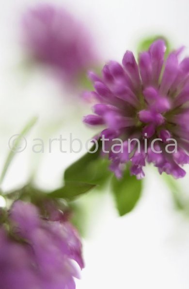 Rotklee-Trifolium-pratense-15