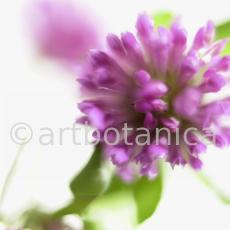 Rotklee-Trifolium-pratense-14