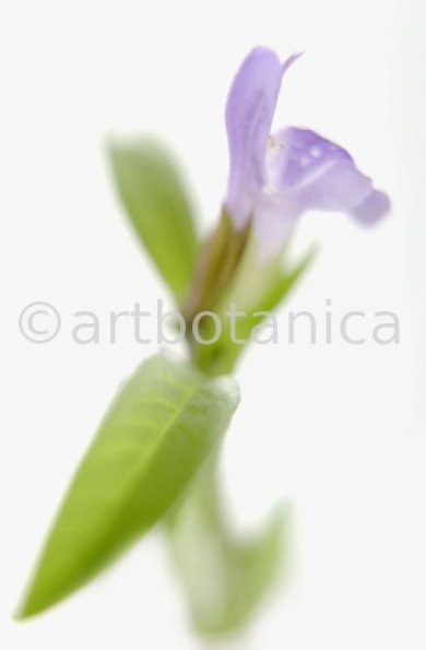 Salbei-Salvia-officinalis-34