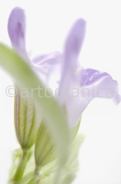 Salbei-Salvia-officinalis-21