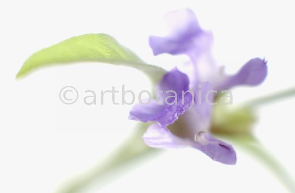 Salbei-Salvia-officinalis-24