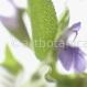 Salbei - Salvia officinalis
