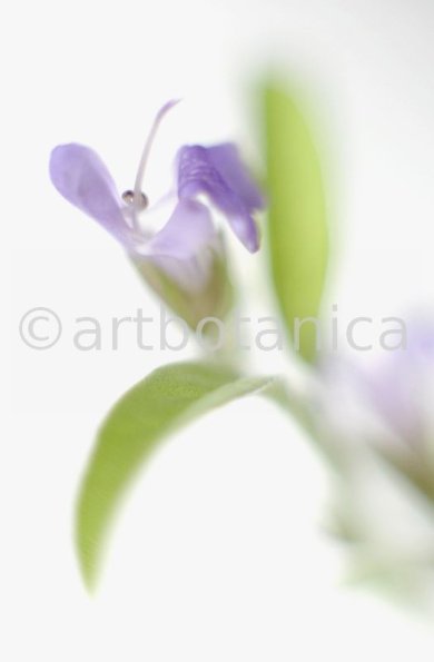 Salbei-Salvia-officinalis-31