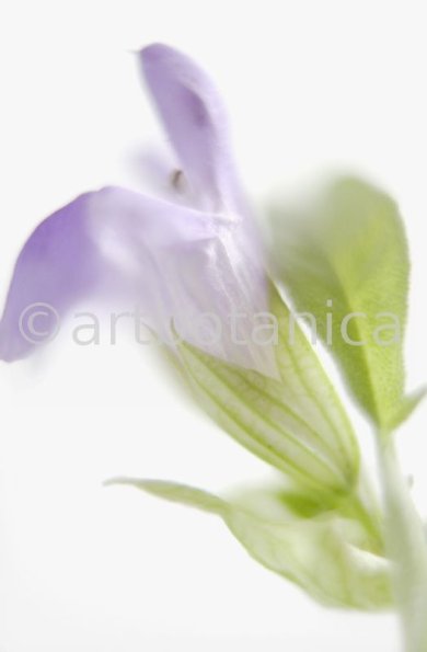 Salbei-Salvia-officinalis-20
