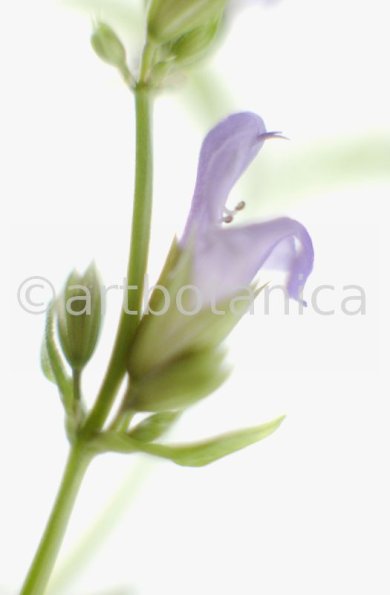 Salbei-Salvia-officinalis-29