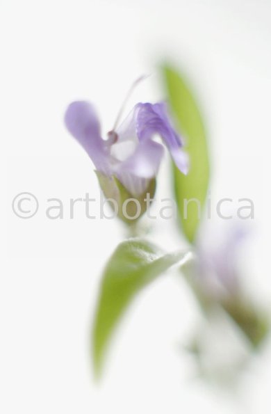 Salbei-Salvia-officinalis-30