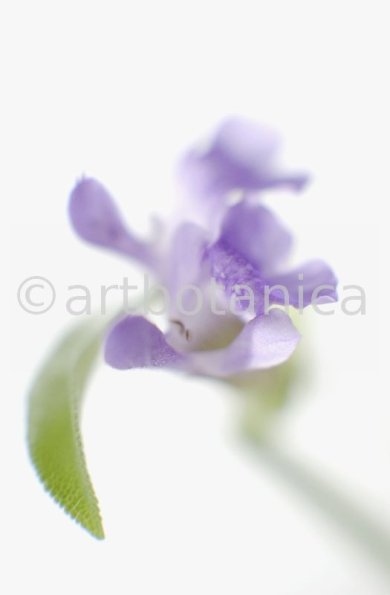 Salbei-Salvia-officinalis-25