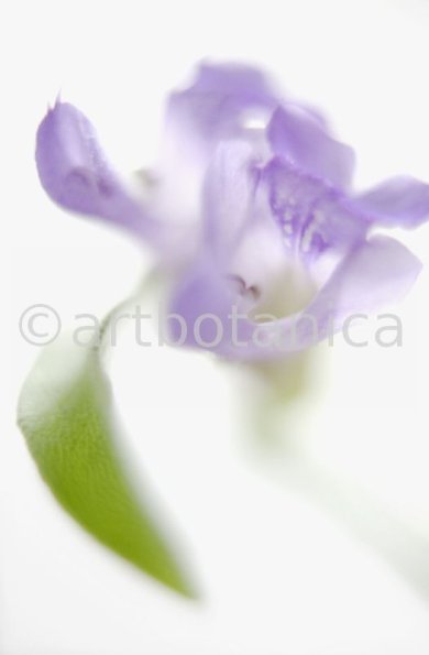 Salbei-Salvia-officinalis-28