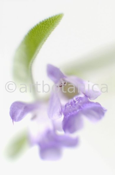 Salbei-Salvia-officinalis-27