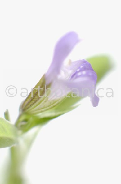 Salbei-Salvia-officinalis-35