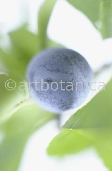 Schlehdorn-Frucht-Prunus-spinosa-12