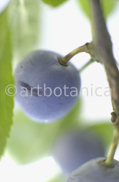 Schlehdorn-Frucht-Prunus-spinosa-4