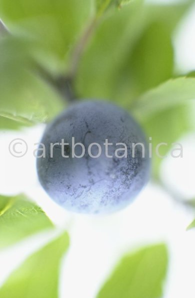 Schlehdorn-Frucht-Prunus-spinosa-10