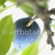 Schlehe Frucht-Prunus spinosa
