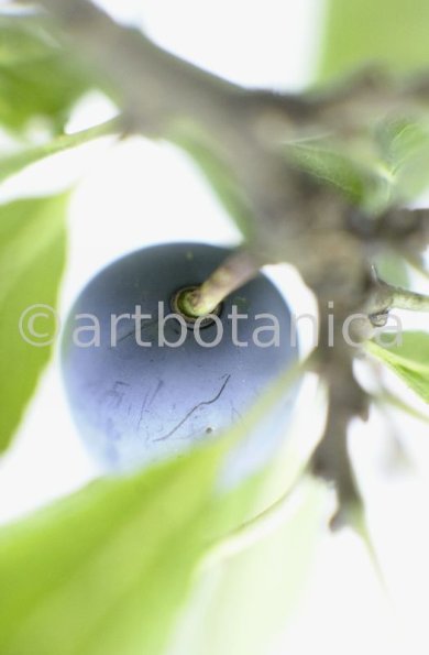 Schlehdorn-Frucht-Prunus-spinosa-13