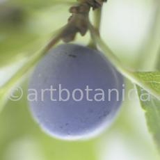 Schlehdorn-Frucht-Prunus-spinosa-7