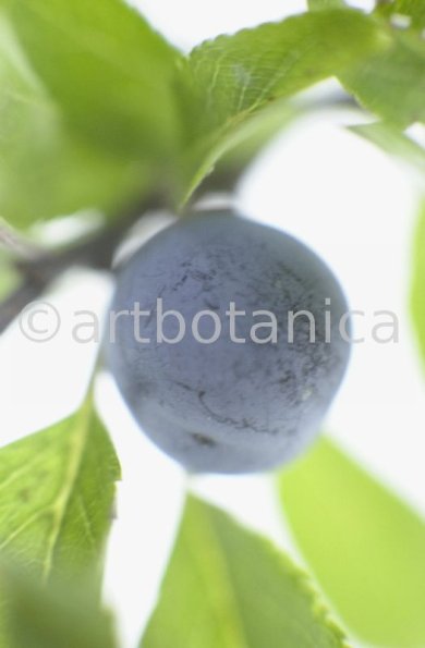 Schlehdorn-Frucht-Prunus-spinosa-1