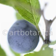 Schlehdorn-Frucht-Prunus-spinosa-15