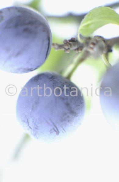 Schlehdorn-Frucht-Prunus-spinosa-2