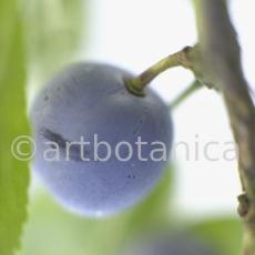 Schlehdorn-Frucht-Prunus-spinosa-4