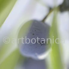 Schlehdorn-Frucht-Prunus-spinosa-14