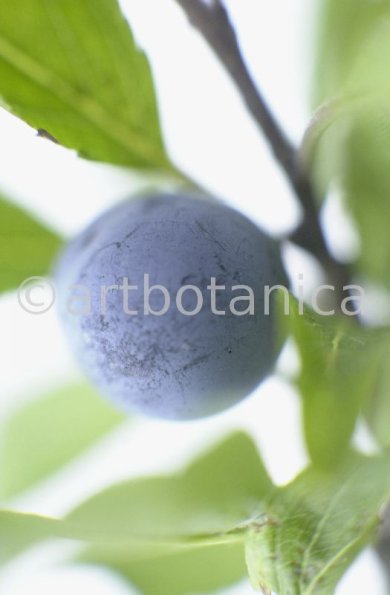 Schlehdorn-Frucht-Prunus-spinosa-11