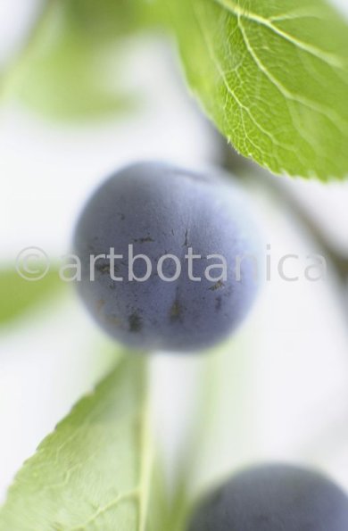 Schlehdorn-Frucht-Prunus-spinosa-6