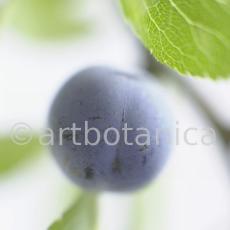 Schlehdorn-Frucht-Prunus-spinosa-6