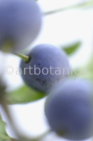 Schlehdorn-Frucht-Prunus-spinosa-3