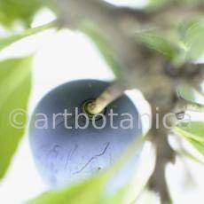 Schlehdorn-Frucht-Prunus-spinosa-13
