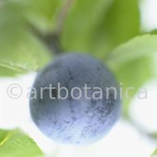 Schlehdorn-Frucht-Prunus-spinosa-10