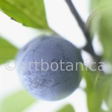 Schlehdorn-Frucht-Prunus-spinosa-11