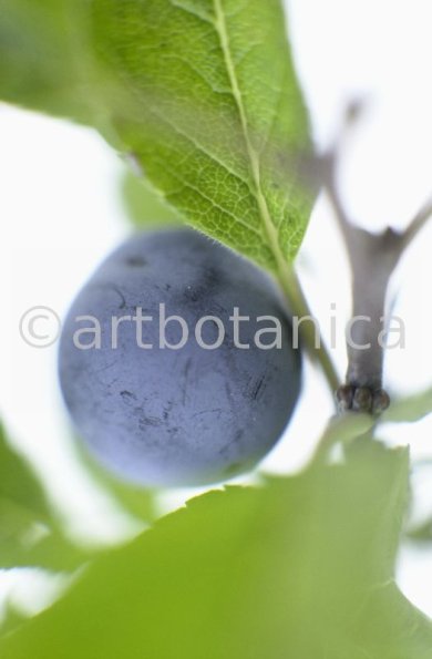 Schlehdorn-Frucht-Prunus-spinosa-15