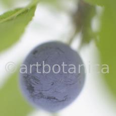 Schlehdorn-Frucht-Prunus-spinosa-8