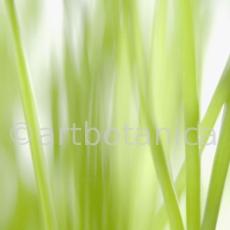 Schnittlauch-Allium-schoenoprasum-4