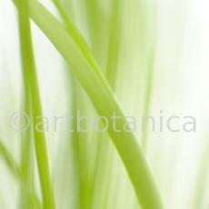 Schnittlauch-Allium-schoenoprasum-6