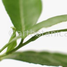 Schwarztee-Camellia sinensis-5