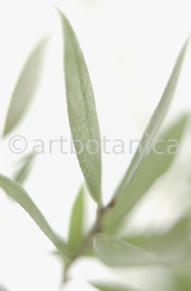 Silberweide-Salix-alba-7