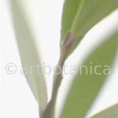 Silberweide-Salix-alba-1