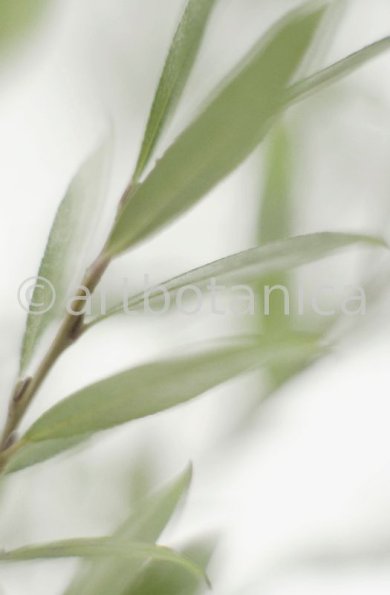 Silberweide-Salix-alba-6