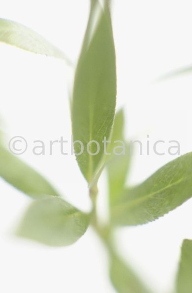 Silberweide-Salix-alba-10