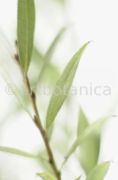 Silberweide-Salix-alba-4