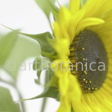 Sonnenblume-Helianthus-annuus-1