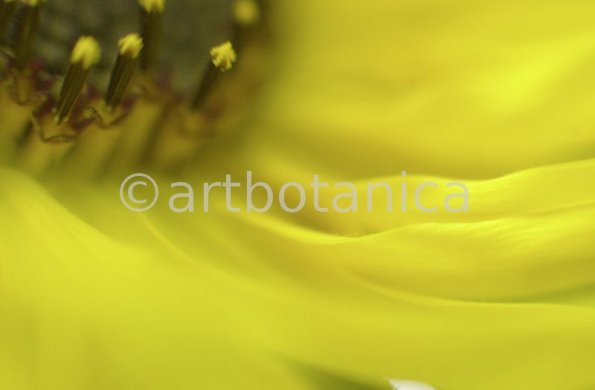 Sonnenblume-Helianthus-annuus-11