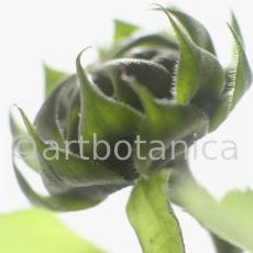 Sonnenblume-Helianthus-annuus-16
