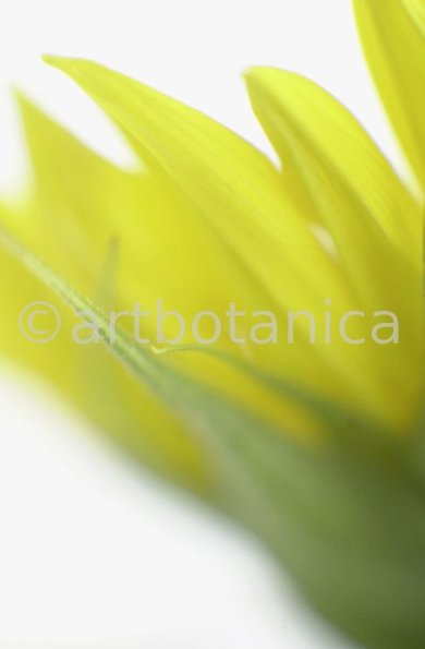Sonnenblume-Helianthus-annuus-13