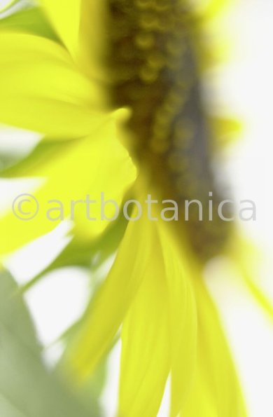 Sonnenblume-Helianthus-annuus-3
